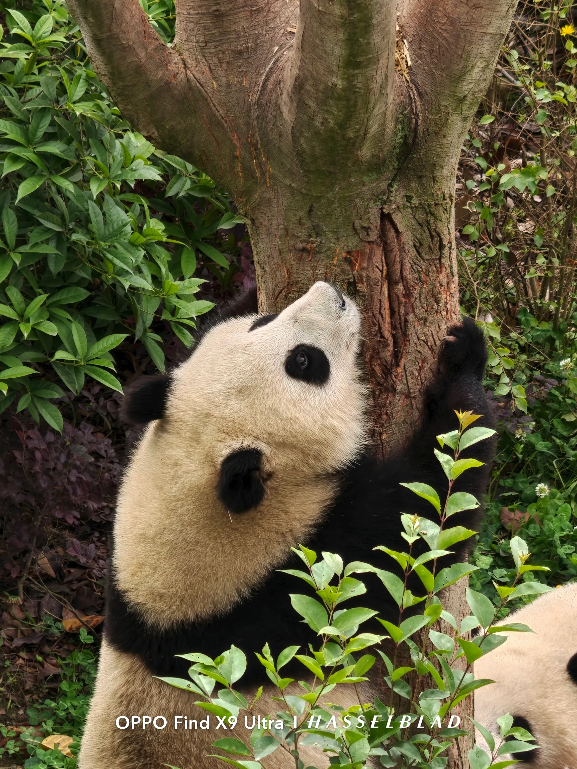 Struttura periscopica a 5 prismi OPPO Find X9 Ultra, zoom ottico 10x tecnologi